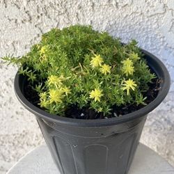 1 Gallon Pot Succulent Plant - Sedum Japonicum - Tokyo Sun - Rooted & Stablished - Drought Resistant - 🪴