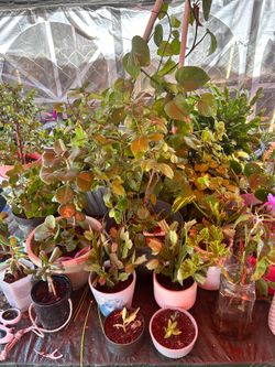 Plants for Sale - Plantas por Venta