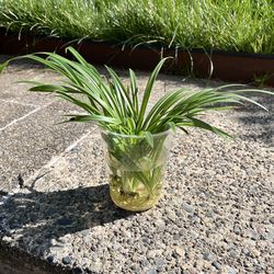 Healthy Spider plants