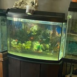 Bowfront Tank With Stand