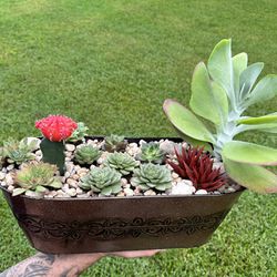 Succulent & Cactus Arrangements 