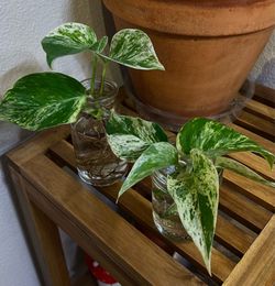 Pothos restock!! Marble Queen Pothos