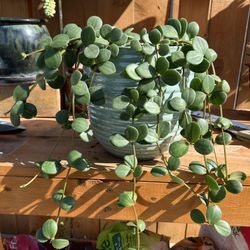 Trailing Succulent In Glazed Pot 