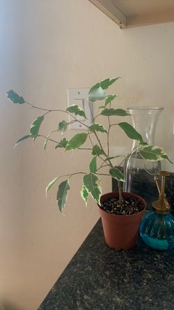 Ficus Benjamin and pink tradescantia nanouk