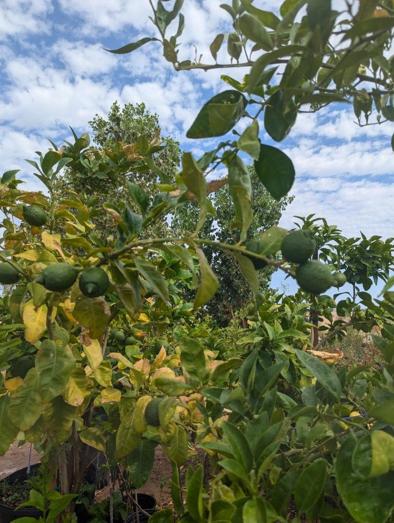 $275 Each Arizonagrown Citrus Trees