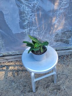 Monstera peru 6" Nursery Pot