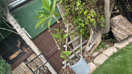Plumeria plant