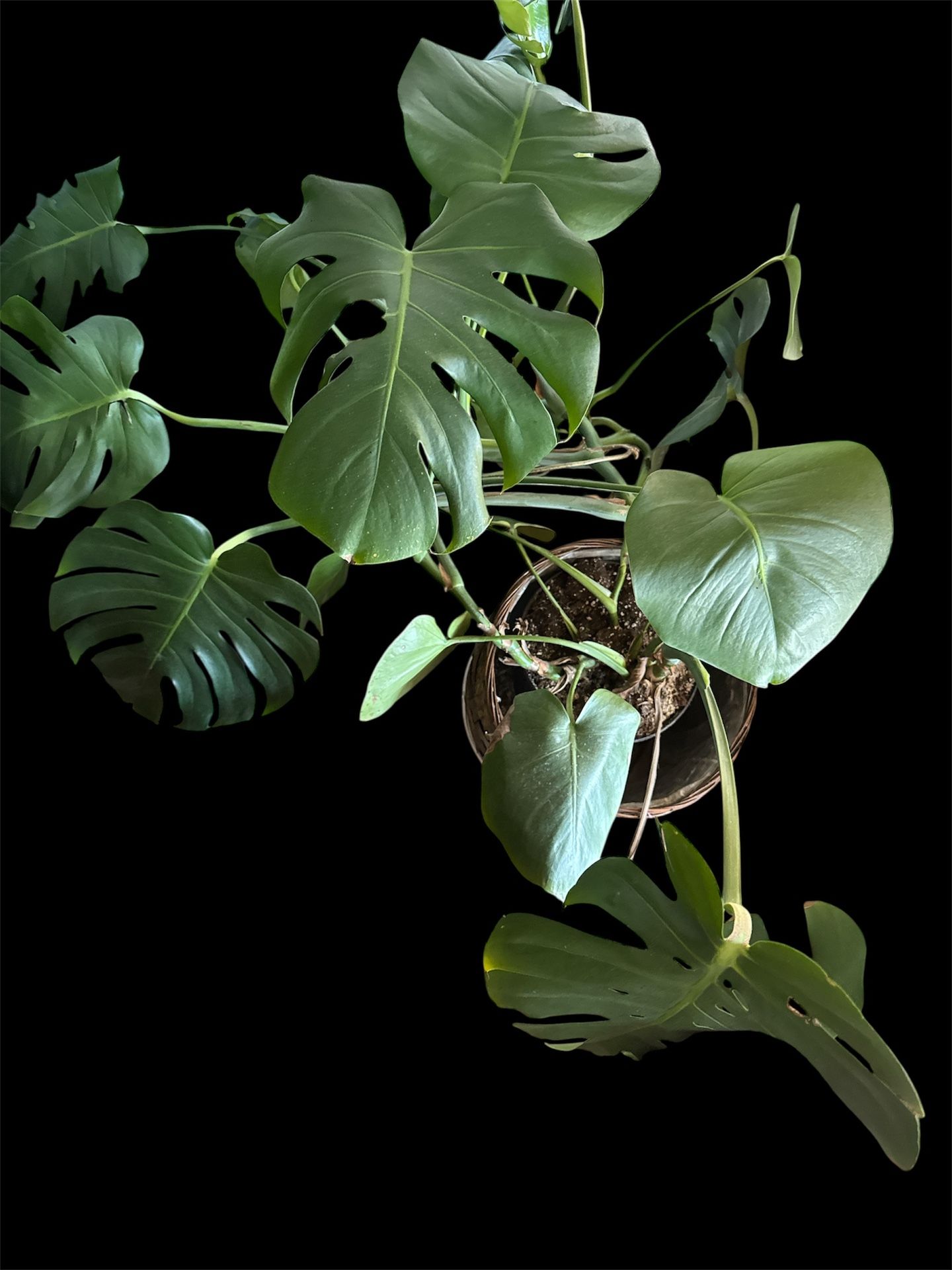 Indoor Plant