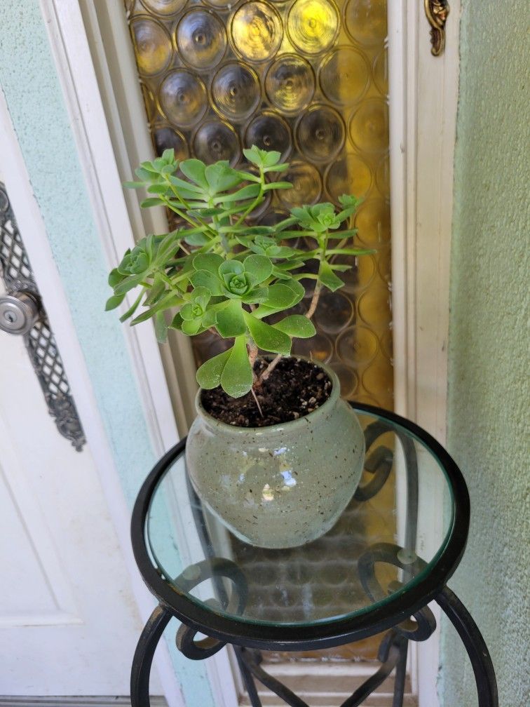Healthy Succulent Potted Plant. New Ceramic Pot.
