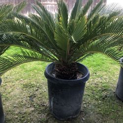 Sago Palm 