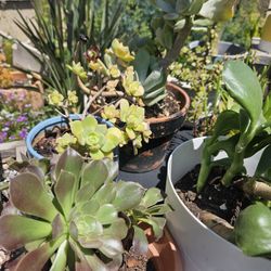 Sale Day Today And Tomorrow ABBOTT. REEDLEY.  