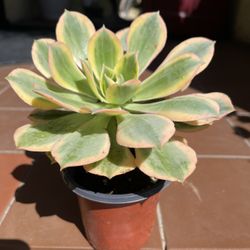 Sunburst Succulent Plant