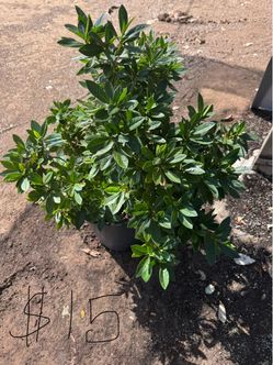Five-gallon Alaska plant