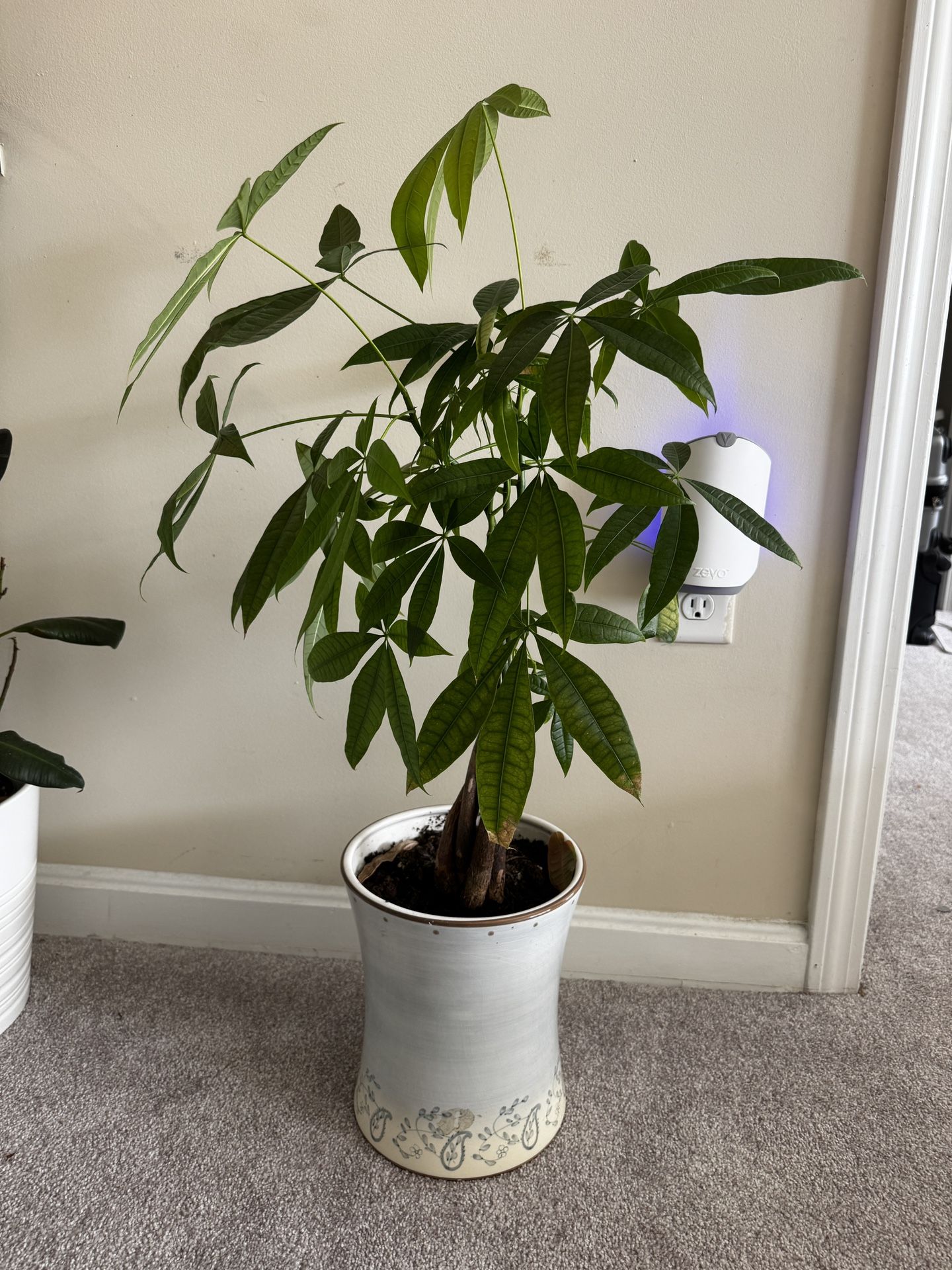 Money Tree 