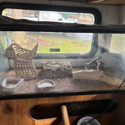  Bearded Dragon Setup