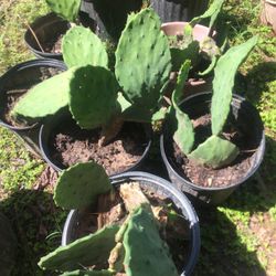 Plantas De Nopal