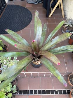 Large Neoregelia Painted Fingernail Bromeliad