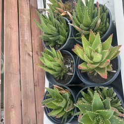 Aloe Nobolis