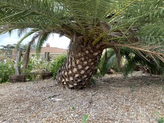 Palms for sale!!! Msg me need then gone ASAP!!!