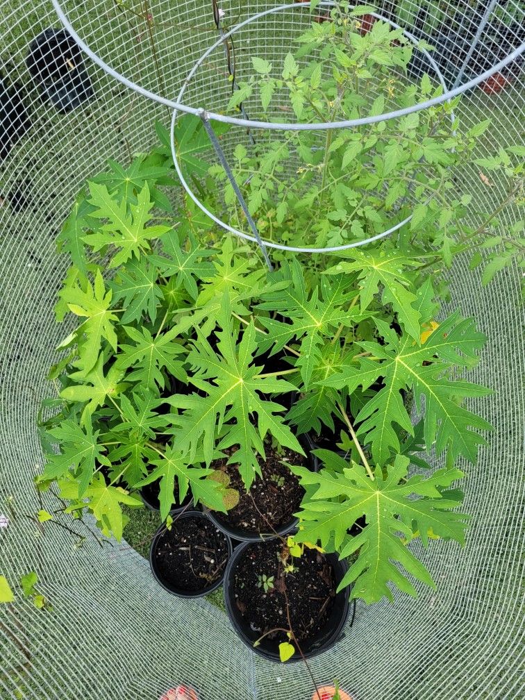 $4 papaya plant 