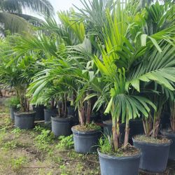 Spectacular Christmas Palms 6 Feet Tall Measurements Over The Pot!!! Fertilized Adonidias!!!