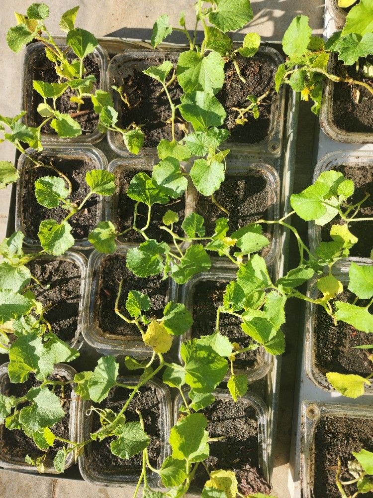 Cantaloupe Plants
