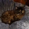 Sophie