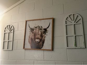 Highland cow pictures