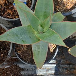 Aloe Vera BIG RED bloom