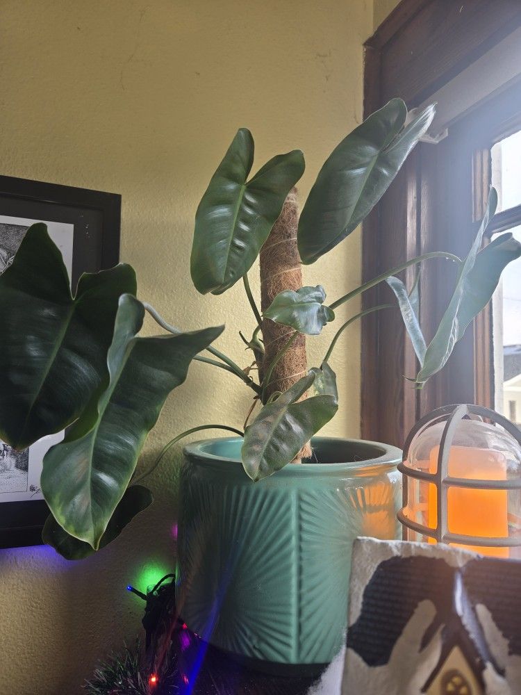 Variegated Burl Marx (Possibly Reverted) 