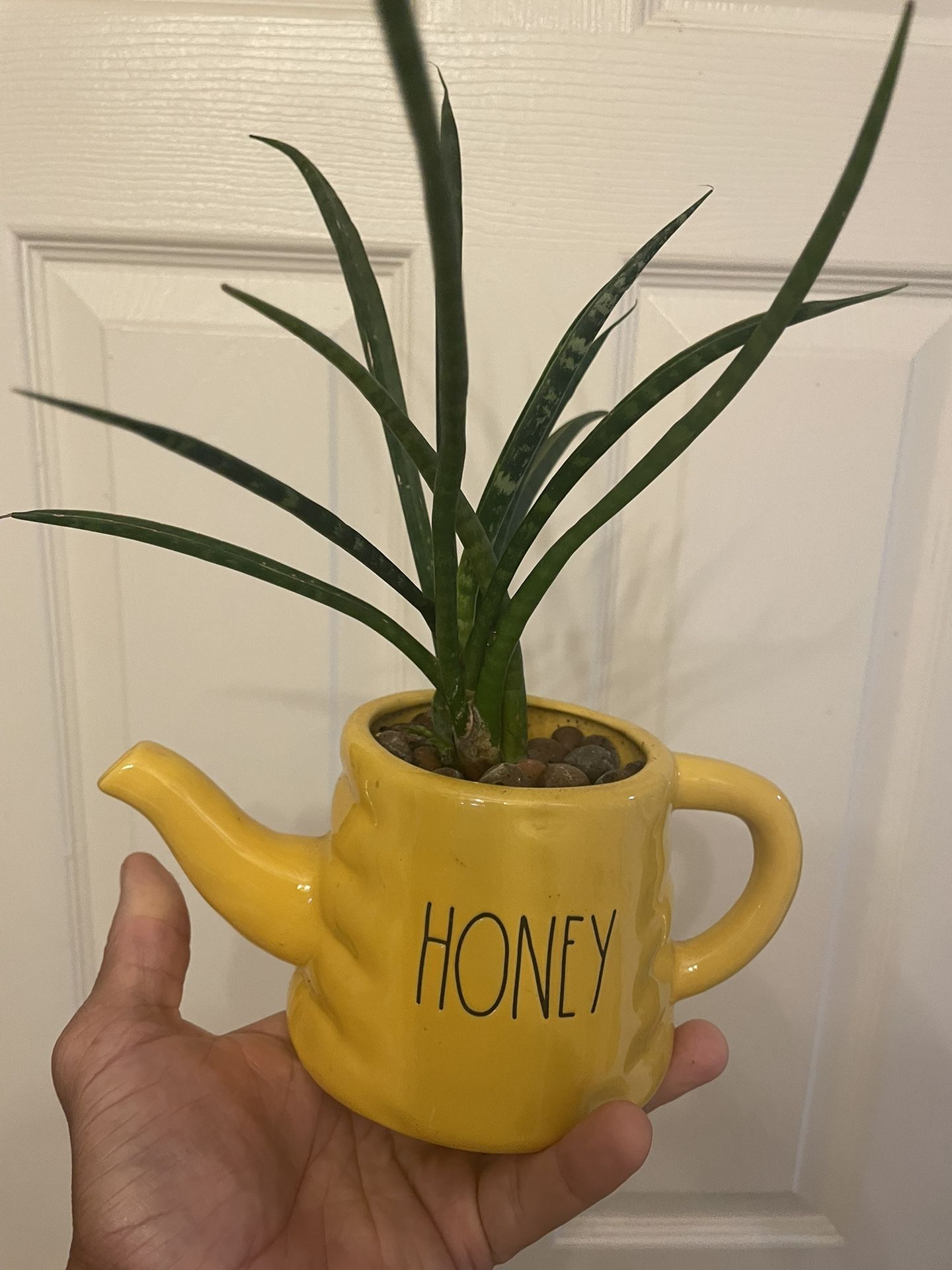 $20 | Snake Plant in Ceramic Teapot | Sansevieria “Fernwood” | Hydroponic, Leca | Low Light Tolerant