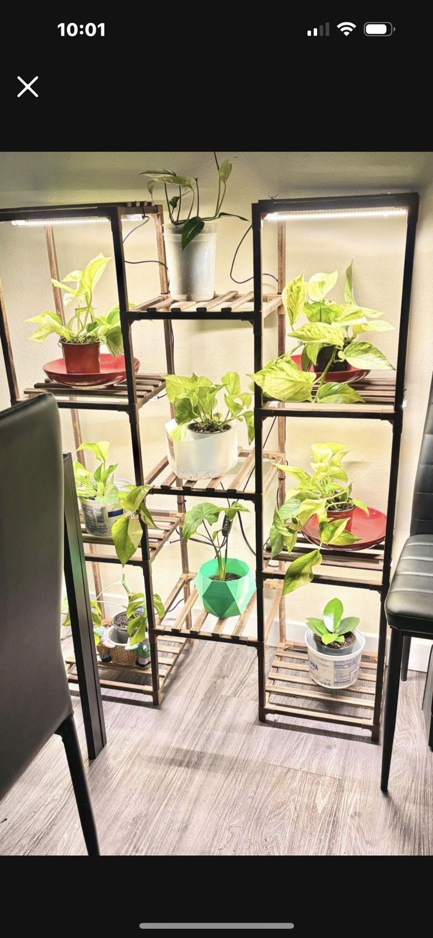 Shelf For Plants No Light $45 With Light $85