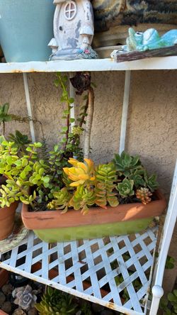 Plantas suculentas