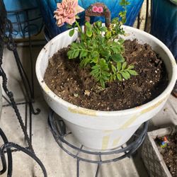 Pink Mini Roses Bonsái And Mexican Margot 