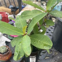 Garden decor