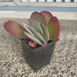 Beautiful Kalanchoes/Flapjacks