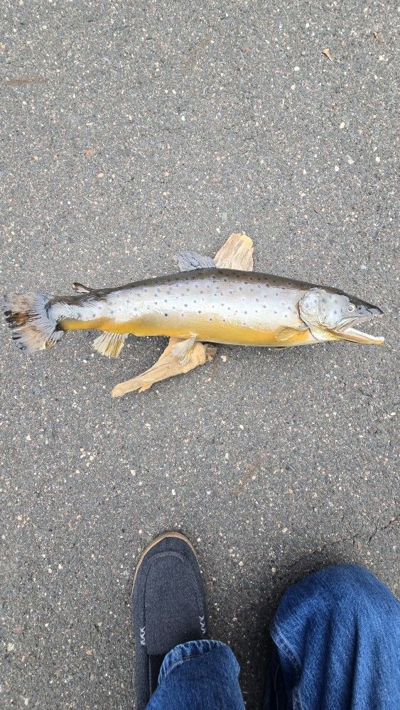 Fish Mount Taxidermy