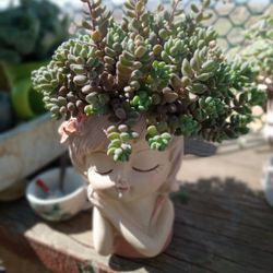  Succulents ✨🪴🌵