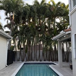 Free Palm Trees, need to dig them out