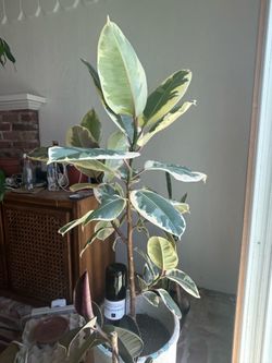 Large Ficus Tineke Rubber Plant
