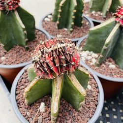 Gymocalycium Crest Variegated Imported Thailand