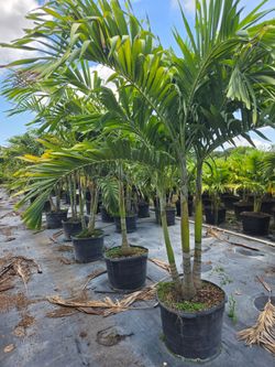 Christmas palms over 8 feet tall Instant privacy Hedge and decoration