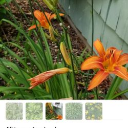 orange lilys 