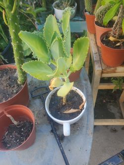 Kalanchoe Pinata Mother Of Thousand Succulents 
