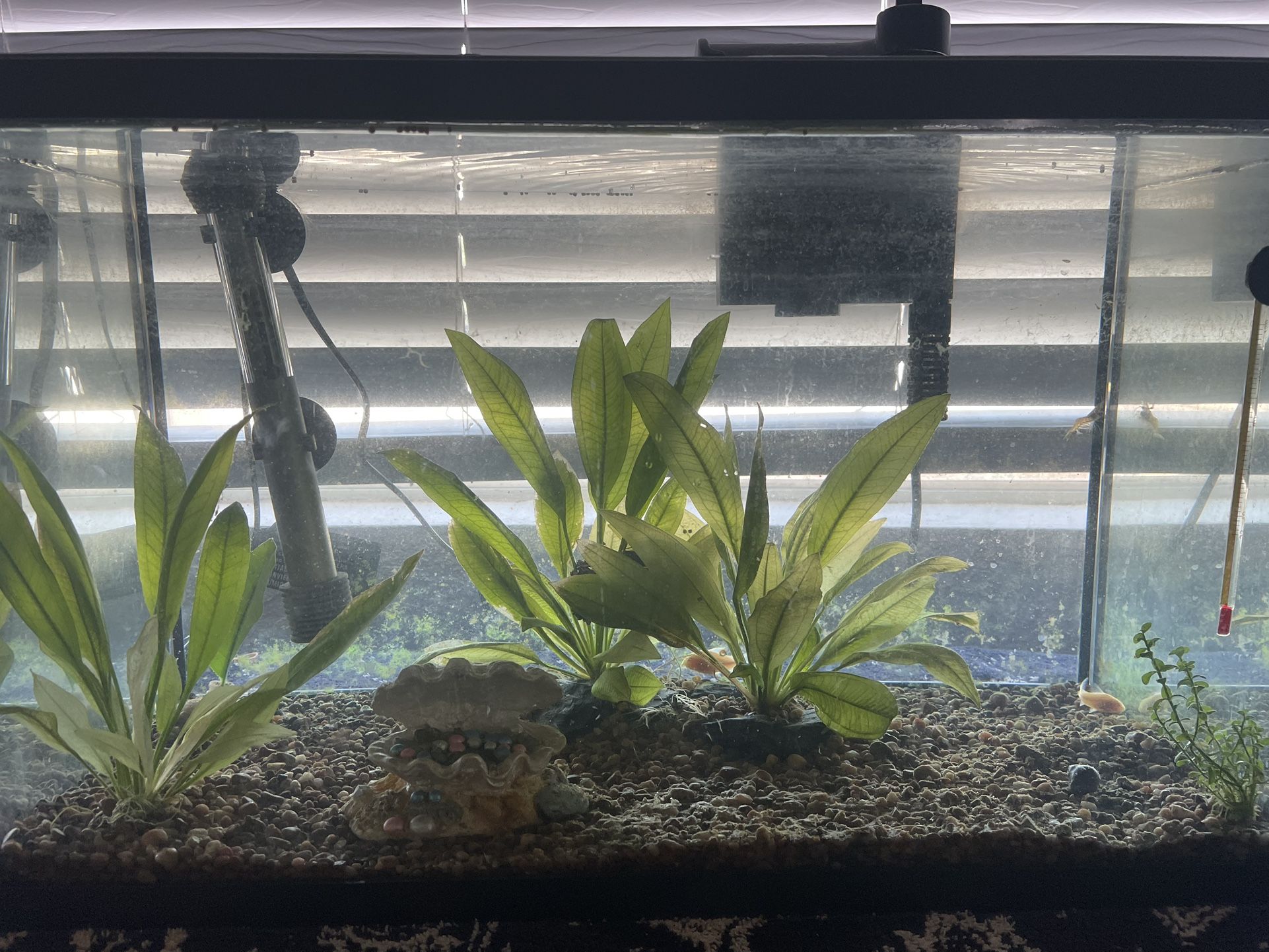 Fish Tank