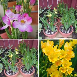 Mix Freesia perennial plants$15-$16 Each pot