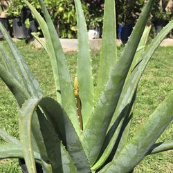 Aloe Vera Plant Medesinal