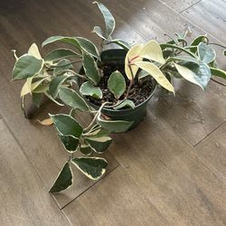 Plant