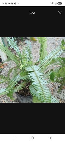 Boston Fern Plant Large Potted Plant Landscape plant