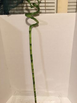 Lucky bamboo